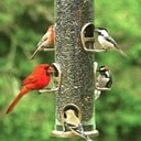 Wild bird at a backyard feeder