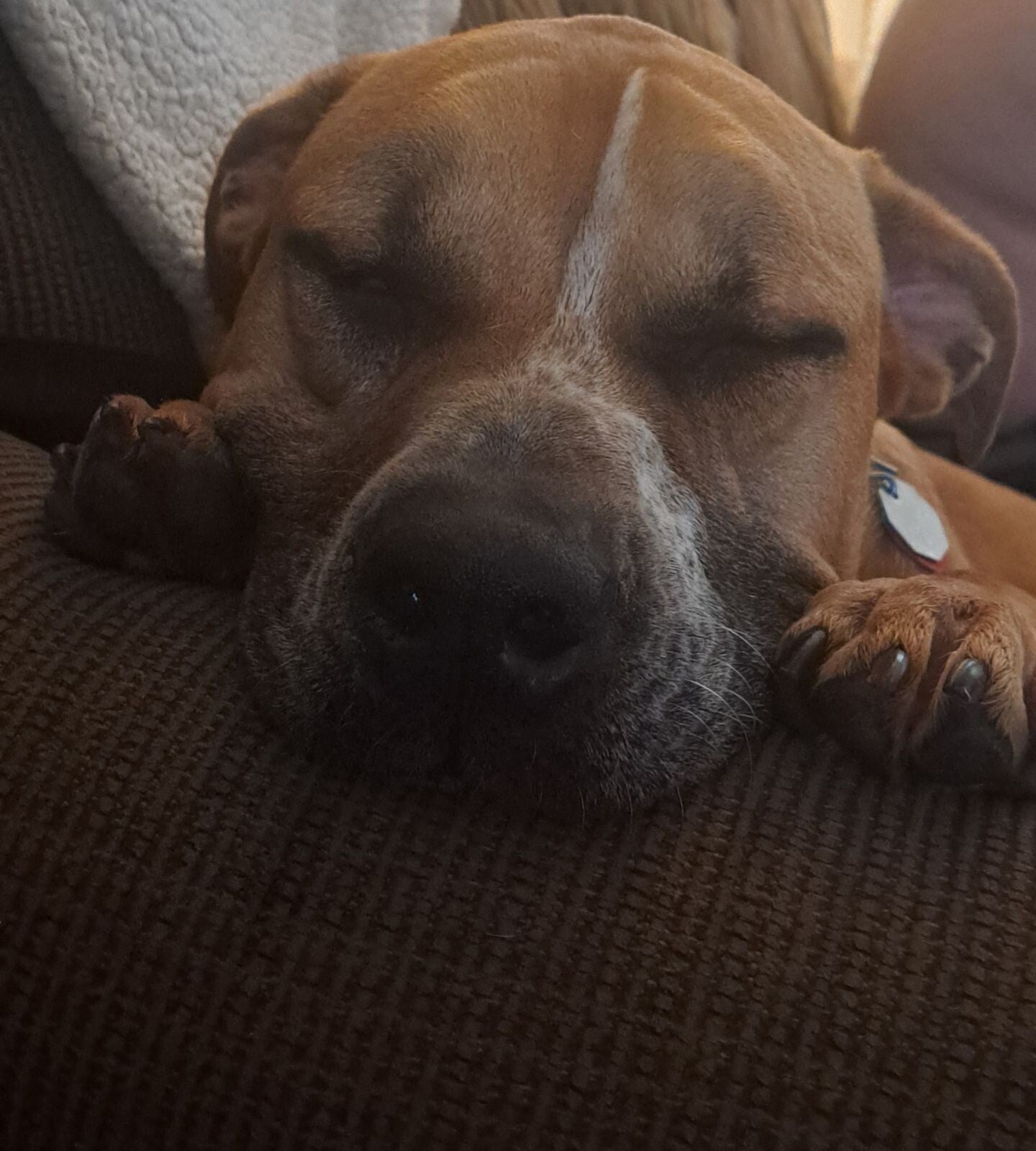 Kronk — Mixed Breed Rescue
